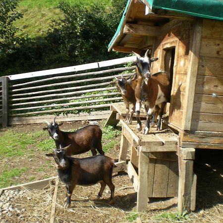 Jugend- Und Familienhotel Venedigerhof Neukirchen am Großvenediger エクステリア 写真